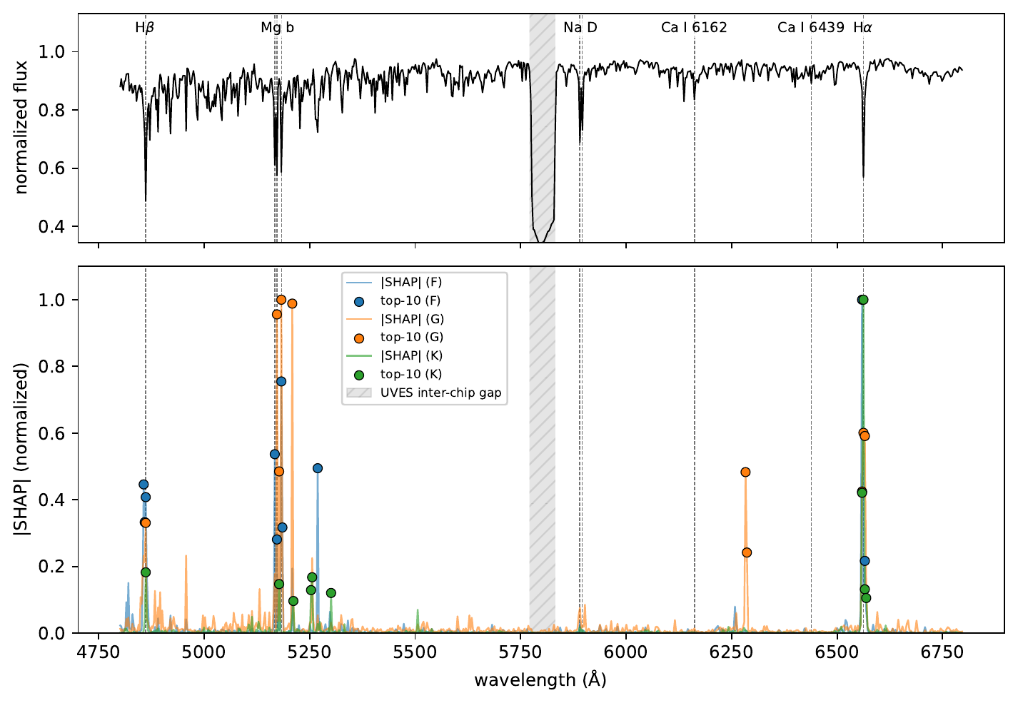 Top: the median normalised G-class spectrum with the diagnostic lines marked and the inter-chip gap shaded. Bottom: normalised mean absolute SHAP per class, with the ten largest bins of each class marked. The rankings peak at Hβ, Mg b and Hα; the ablation is what tests whether the model needs them.